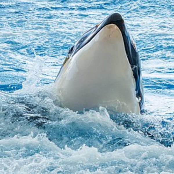 Killer whale predating on a great white shark