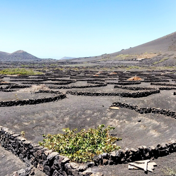 The distinctive winemaking process and environment of Lanzarote's  Volcanic Crater Wines