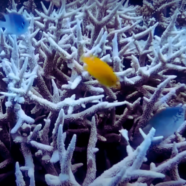 Blog post summary highlighting the impact of rising ocean temperatures on the Great Barrier Reef