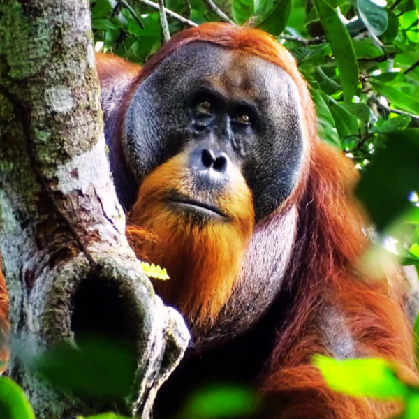 Blog summary highlighting orangutan use of medicinal plants to treat wounds